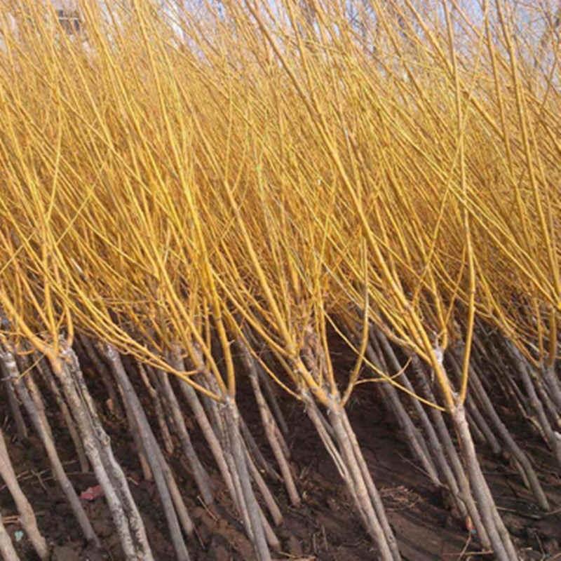 金叶槐供应各种花卉苗木，位于河北定州众多花卉苗圃