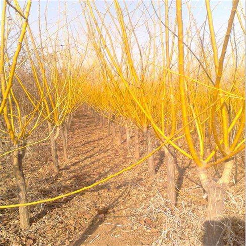 金叶槐供应各种花卉苗木，位于河北定州众多花卉苗圃
