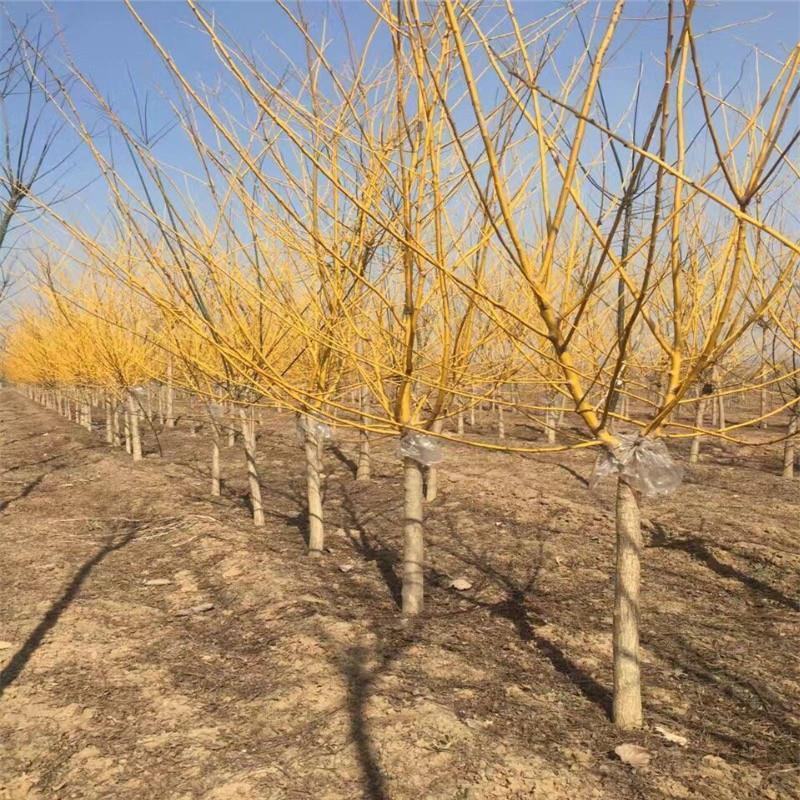 金叶槐供应各种花卉苗木，位于河北定州众多花卉苗圃
