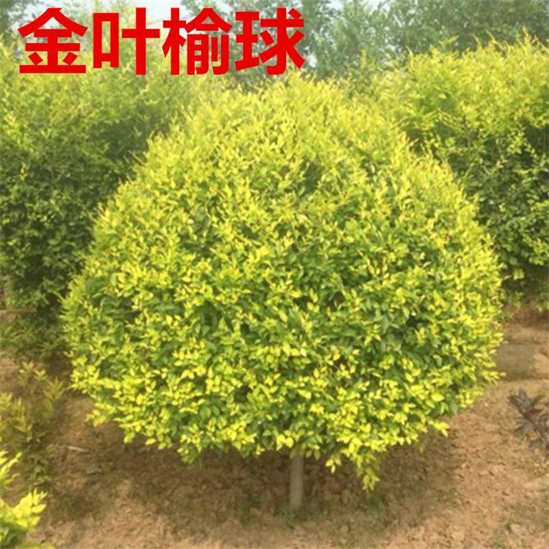8公分金叶榆供应各路花卉，经营优质产品欢迎订购