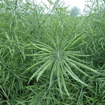 德油正油1号油菜种子大粒油菜籽早熟矮杆秋季播抗病高产