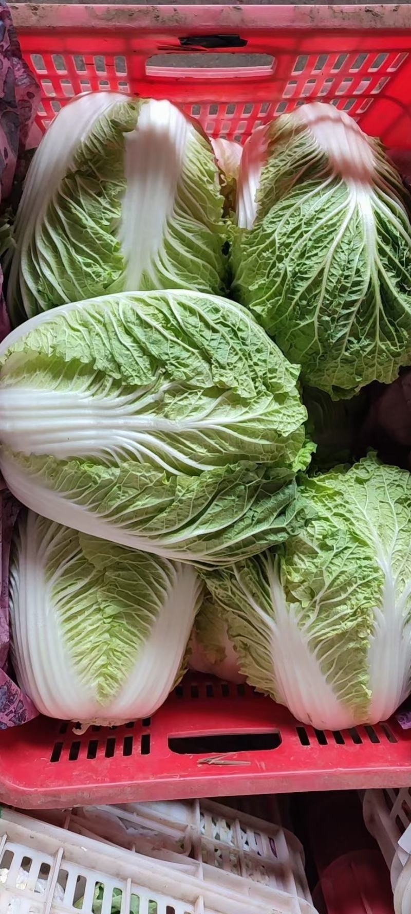大白菜精品大白菜，黄心大白菜，品质好，价格优。