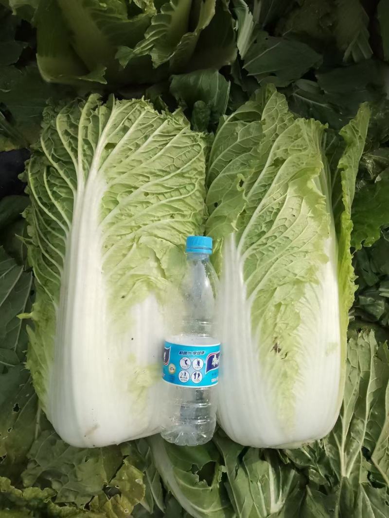 大白菜精品大白菜，黄心大白菜，品质好，价格优。