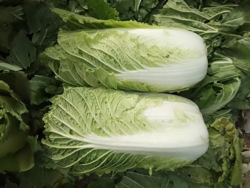 大白菜精品大白菜，黄心大白菜，品质好，价格优。