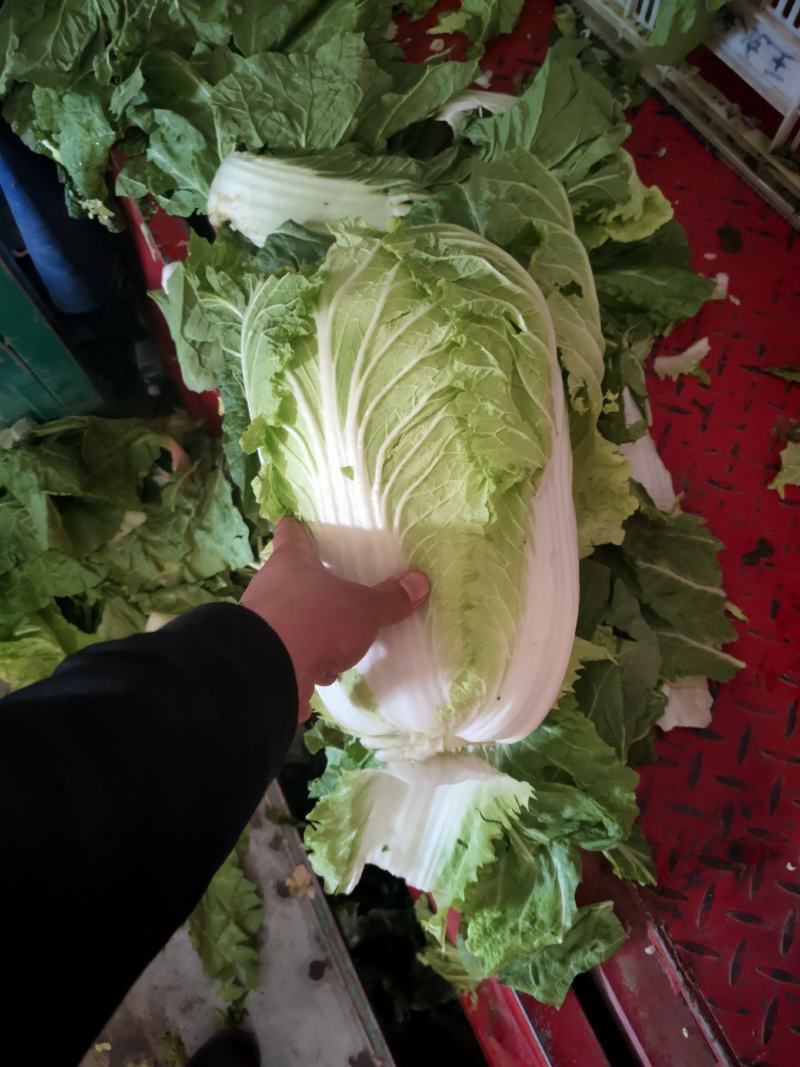 大白菜精品大白菜，黄心大白菜，品质好，价格优。