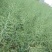 德油正油1号油菜种子大粒油菜籽早熟矮杆秋季播抗病高产