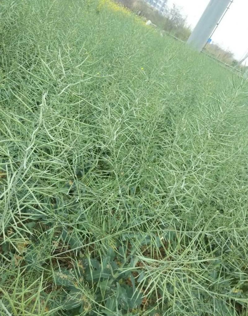 德油正油1号油菜种子大粒油菜籽早熟矮杆秋季播抗病高产