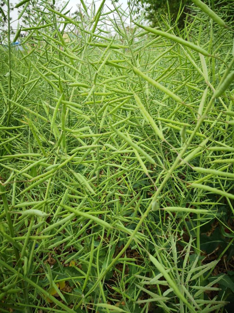 德油正油1号油菜种子大粒油菜籽早熟矮杆秋季播抗病高产
