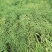 德油正油1号油菜种子大粒油菜籽早熟矮杆秋季播抗病高产