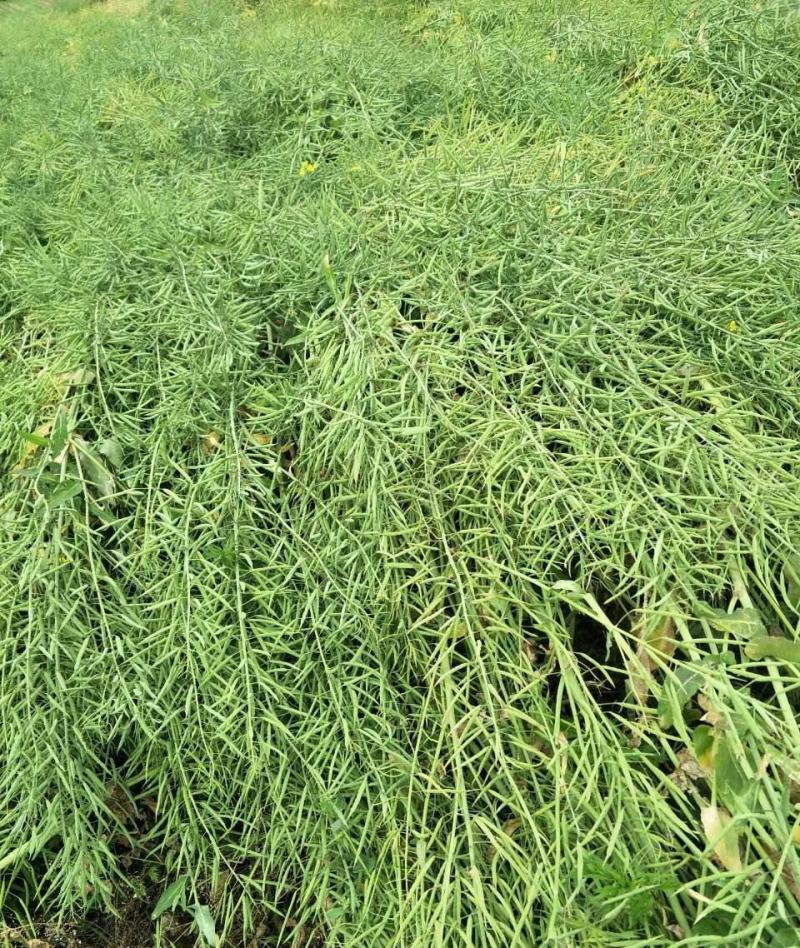 德油正油1号油菜种子大粒油菜籽早熟矮杆秋季播抗病高产