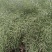 德油正油1号油菜种子大粒油菜籽早熟矮杆秋季播抗病高产