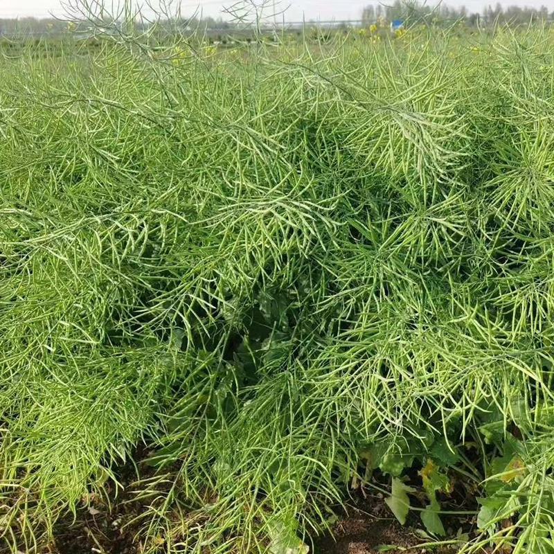 德油正油1号油菜种子大粒油菜籽早熟矮杆秋季播抗病高产