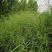 德油正油1号油菜种子大粒油菜籽早熟矮杆秋季播抗病高产