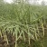 德油正油1号油菜种子大粒油菜籽早熟矮杆秋季播抗病高产