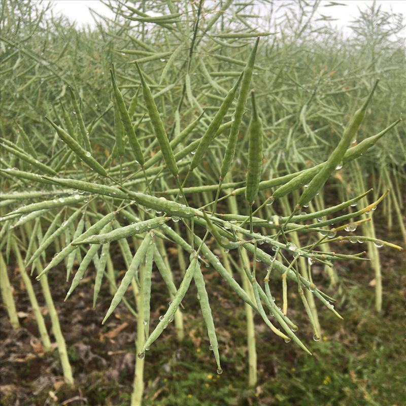 德油正油1号油菜种子大粒油菜籽早熟矮杆秋季播抗病高产