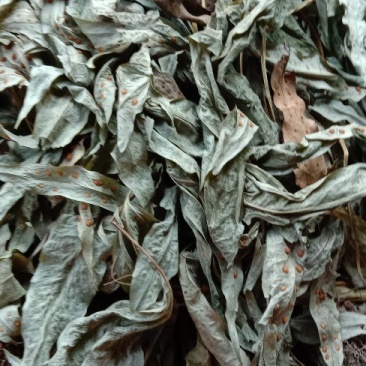 贵州纯野生金鸡脚，