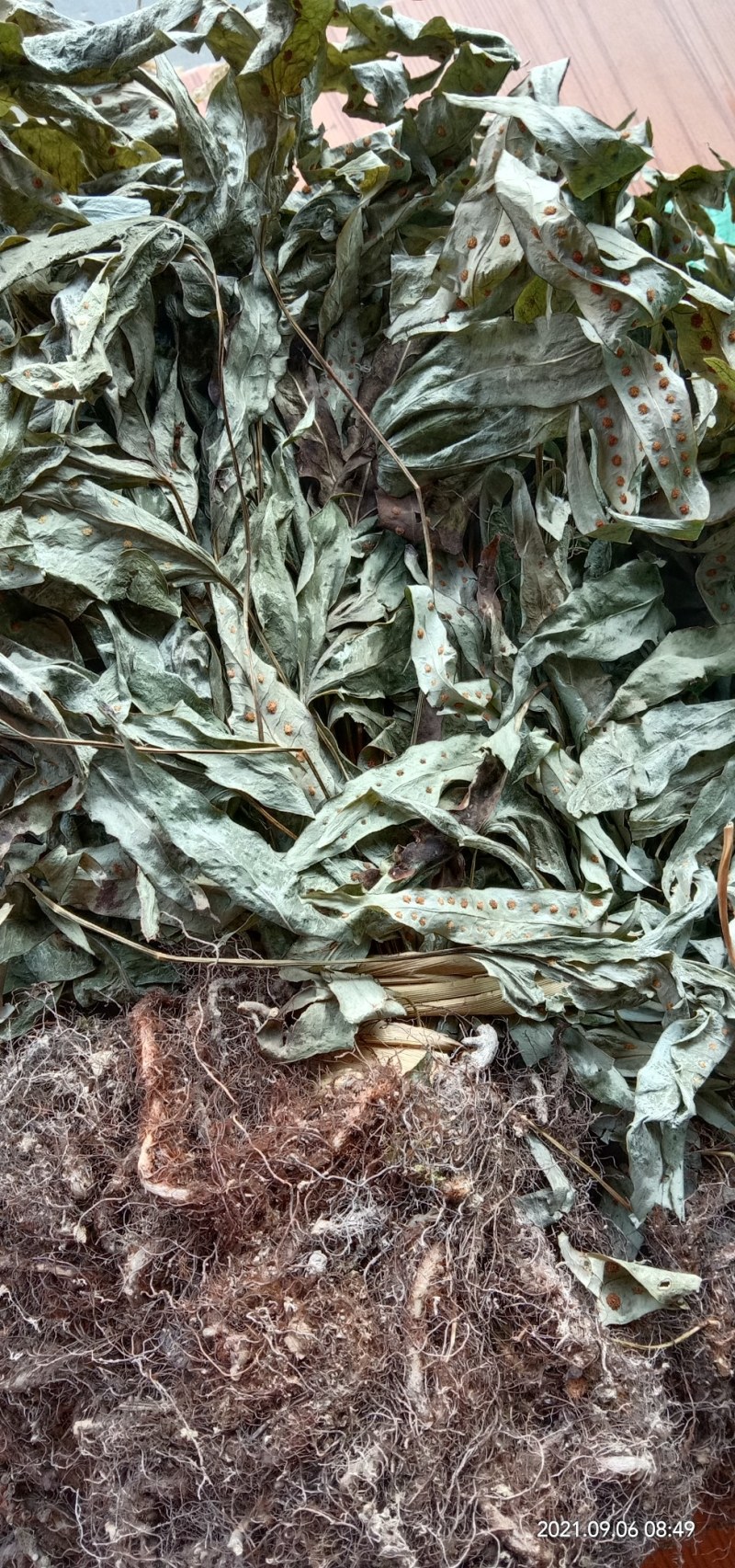 贵州纯野生金鸡脚，