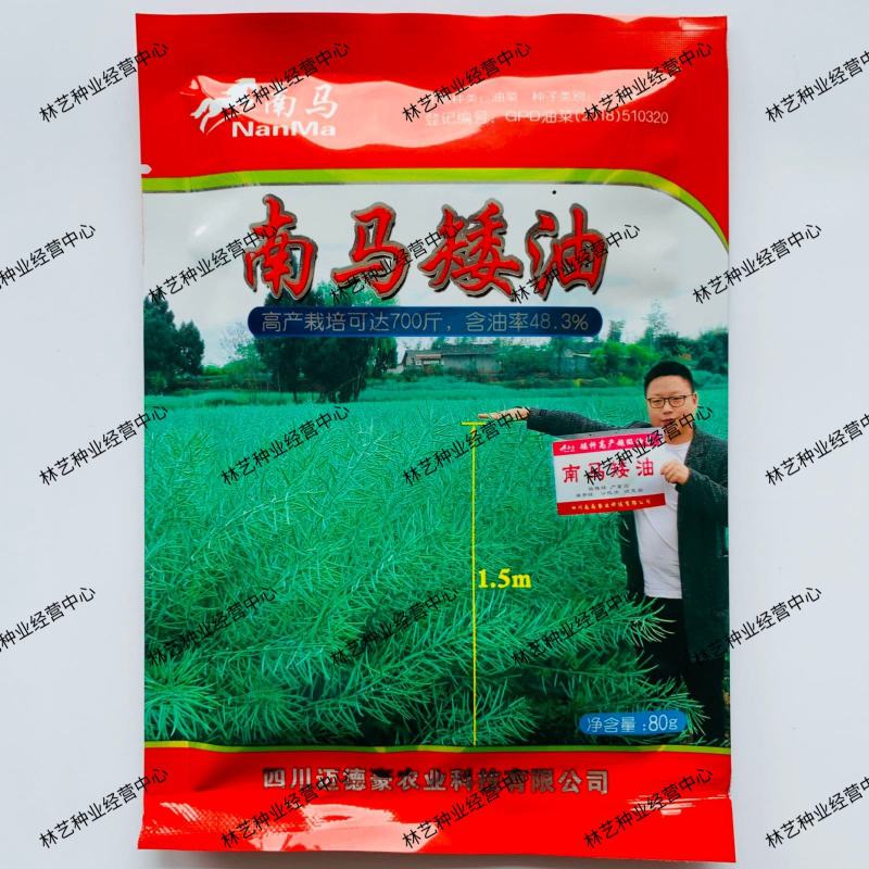 南马矮油油菜种子高产高油抗病抗倒伏农家大田秋季播
