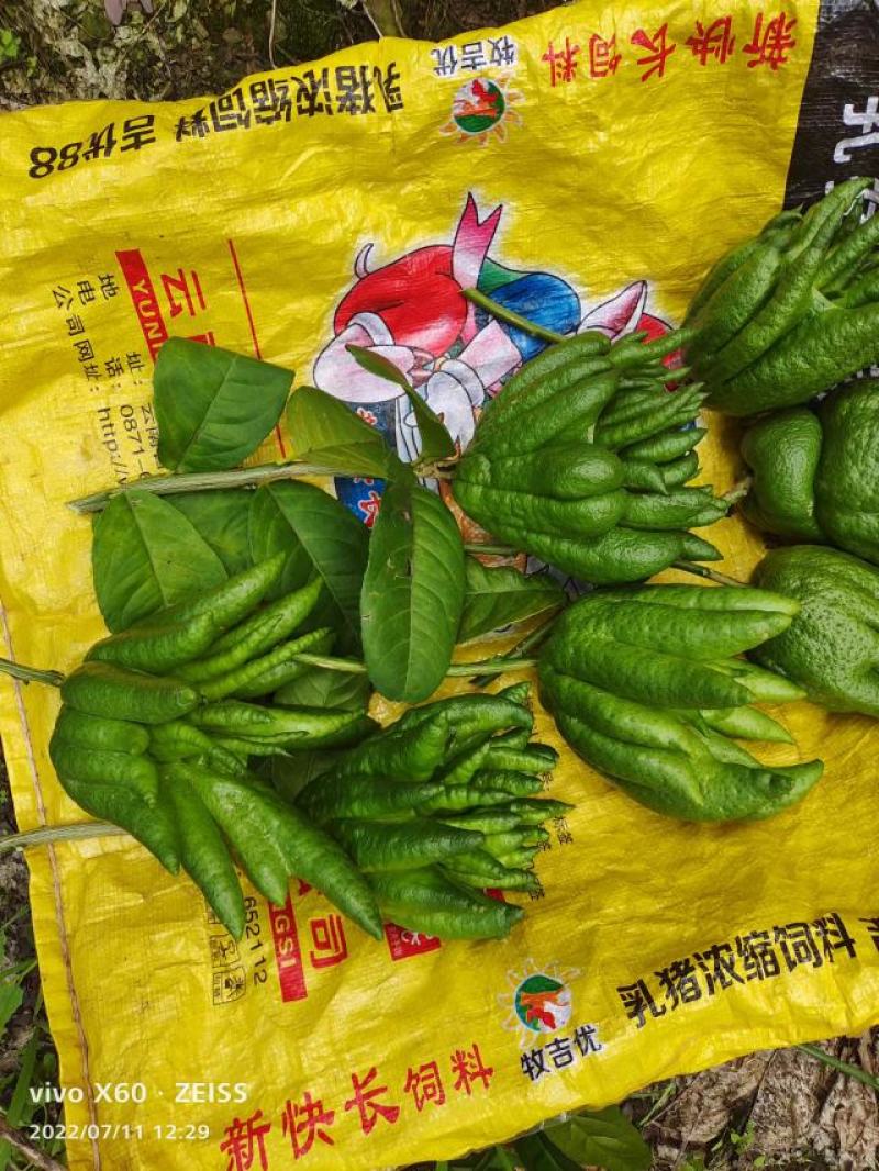 观佛手大量现货耐运输耐存放绿色大佛手产地直发