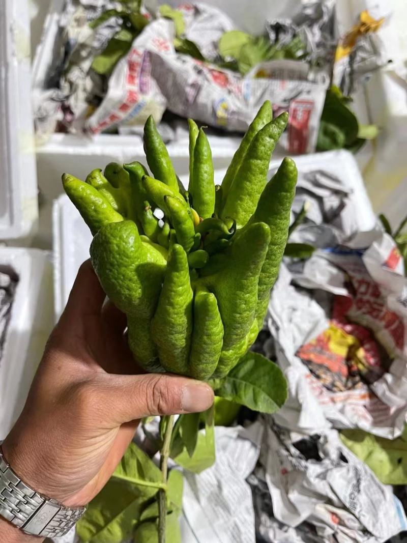 观佛手大量现货耐运输耐存放绿色大佛手产地直发