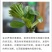 观佛手大量现货耐运输耐存放绿色大佛手产地直发