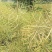 南马矮抗1号油菜种子抗病高产油菜籽种农家秋冬季耐寒