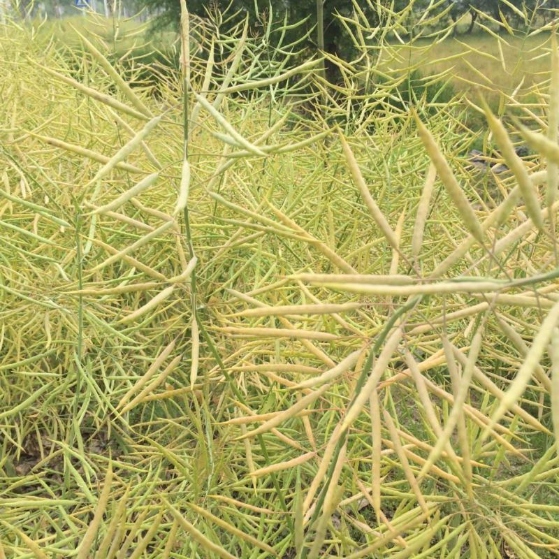 南马矮抗1号油菜种子抗病高产油菜籽种农家秋冬季耐寒
