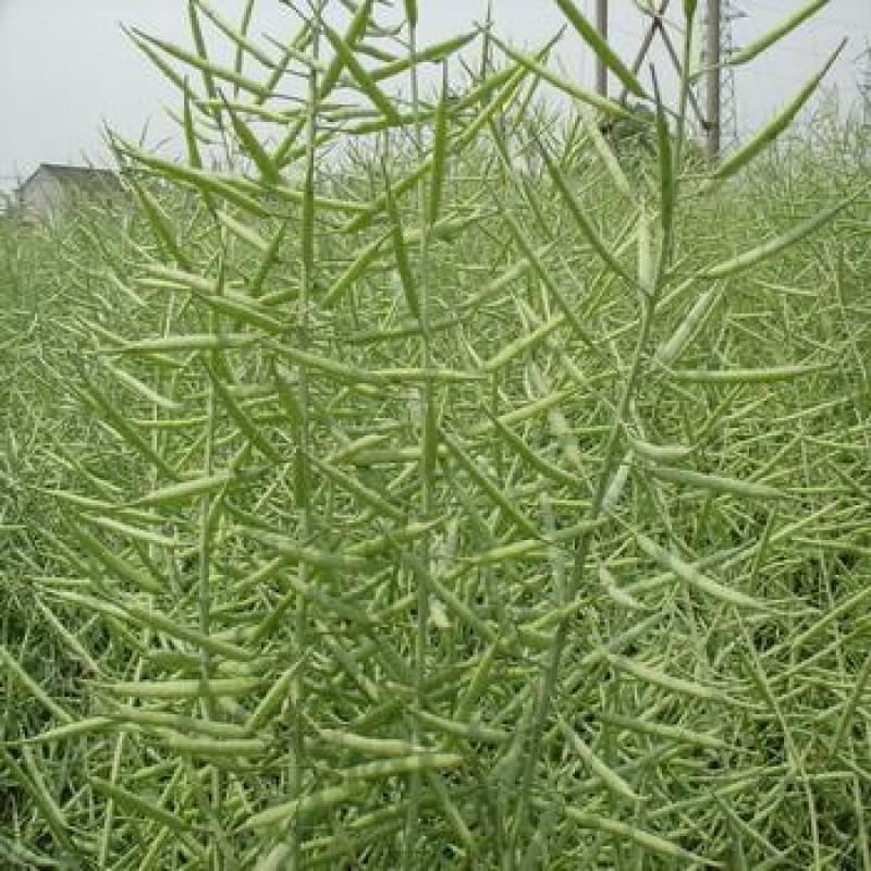 南马矮抗1号油菜种子抗病高产油菜籽种农家秋冬季耐寒
