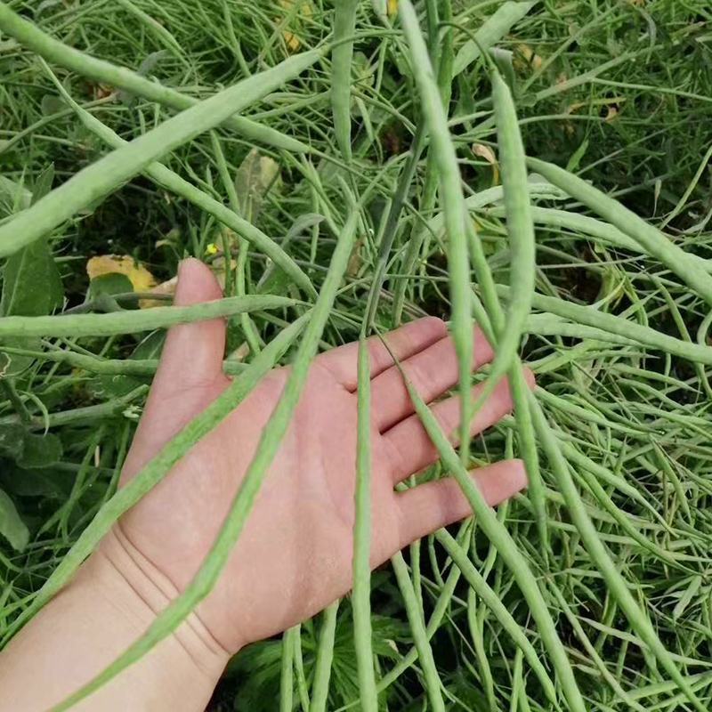 南马矮抗1号油菜种子抗病高产油菜籽种农家秋冬季耐寒