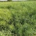 南马矮抗1号油菜种子抗病高产油菜籽种农家秋冬季耐寒