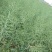 南马矮抗1号油菜种子抗病高产油菜籽种农家秋冬季耐寒