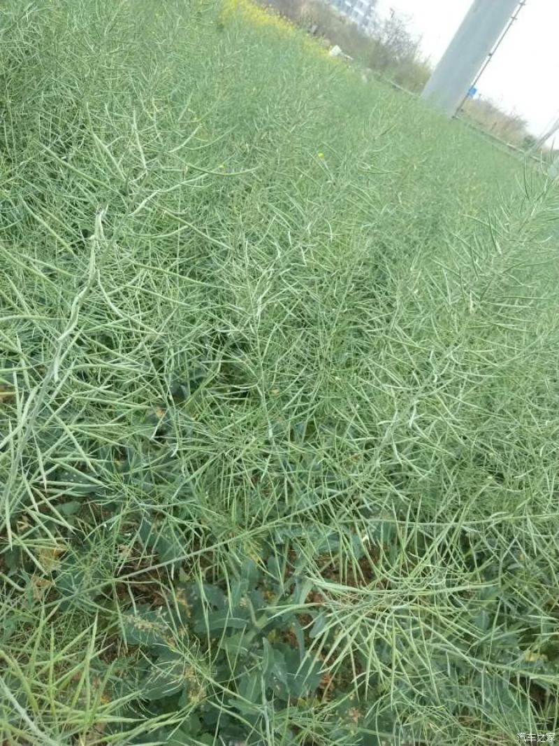 南马矮抗1号油菜种子抗病高产油菜籽种农家秋冬季耐寒