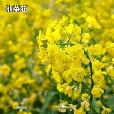 杂交矮秆油菜籽滁核杂1号油菜种子抗病高产油菜籽秋冬