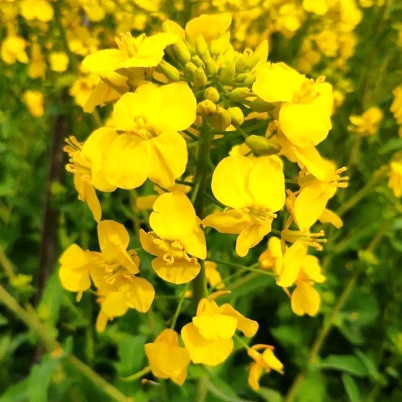 杂交矮秆油菜籽滁核杂1号油菜种子抗病高产油菜籽秋冬