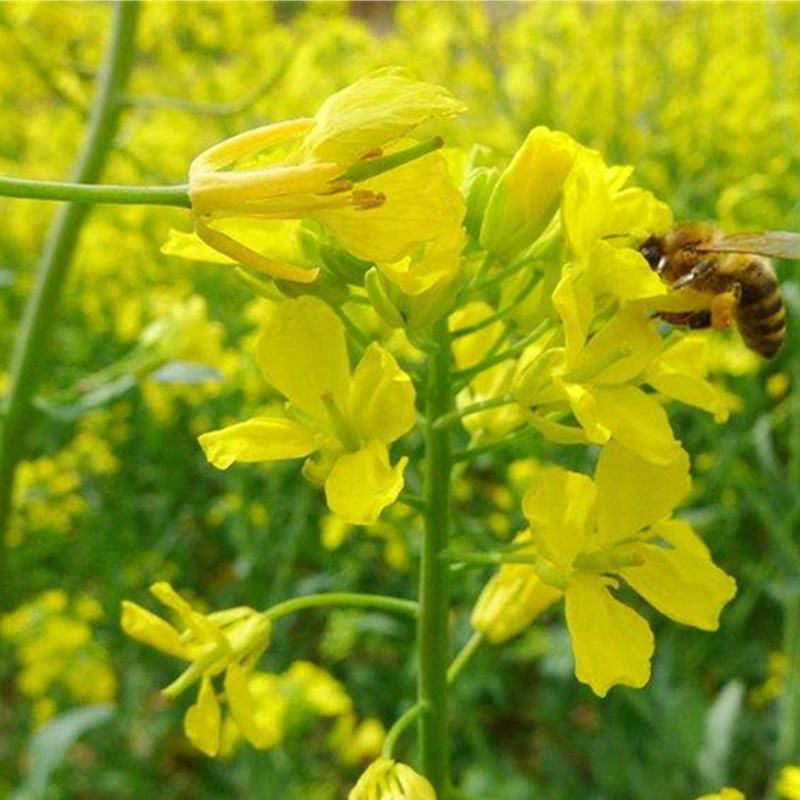 杂交矮秆油菜籽滁核杂1号油菜种子抗病高产油菜籽秋冬