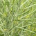 杂交矮秆油菜籽滁核杂1号油菜种子抗病高产油菜籽秋冬