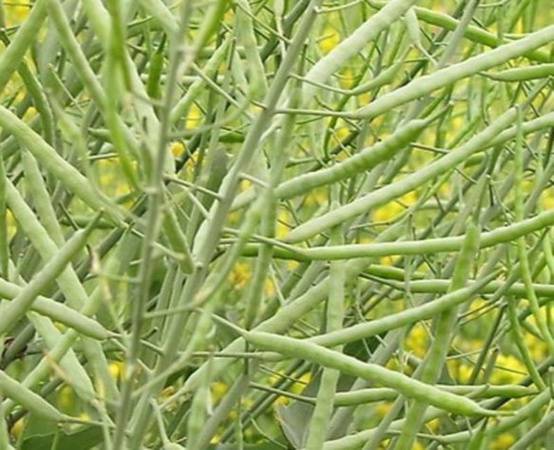 杂交矮秆油菜籽滁核杂1号油菜种子抗病高产油菜籽秋冬
