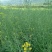杂交矮秆油菜籽滁核杂1号油菜种子抗病高产油菜籽秋冬