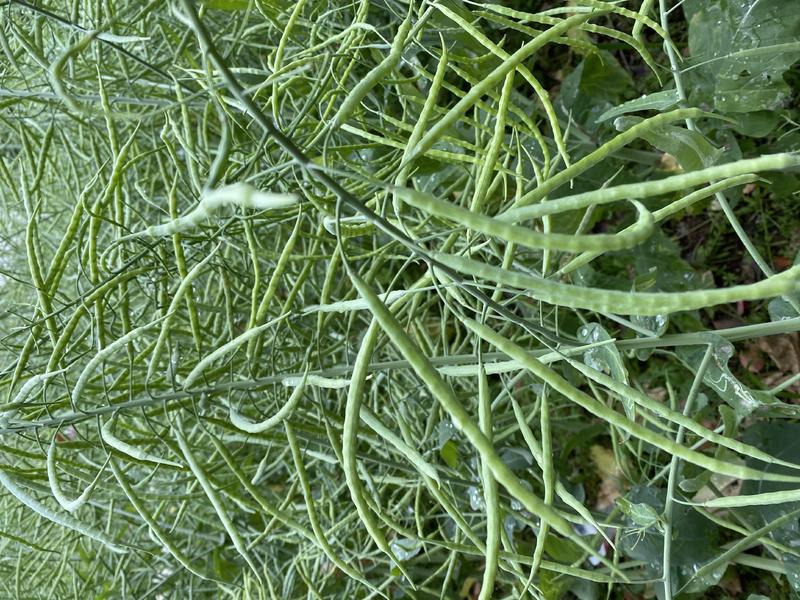 杂交矮秆油菜籽滁核杂1号油菜种子抗病高产油菜籽秋冬