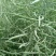 秦油十号油菜籽种子抗病抗倒伏高榨油率田园易种植耐寒油菜花