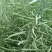 秦油十号油菜籽种子抗病抗倒伏高榨油率田园易种植耐寒油菜花