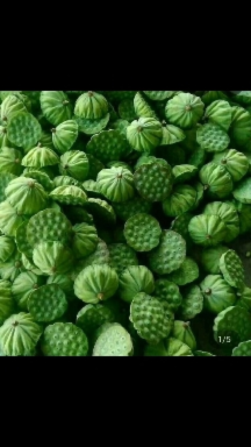 大量供应鱼塘莲蓬，颗粒大，饱满，无污染，