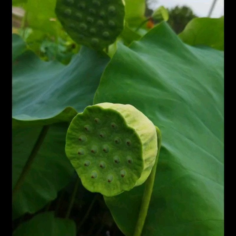 大量供应鱼塘莲蓬，颗粒大，饱满，无污染，