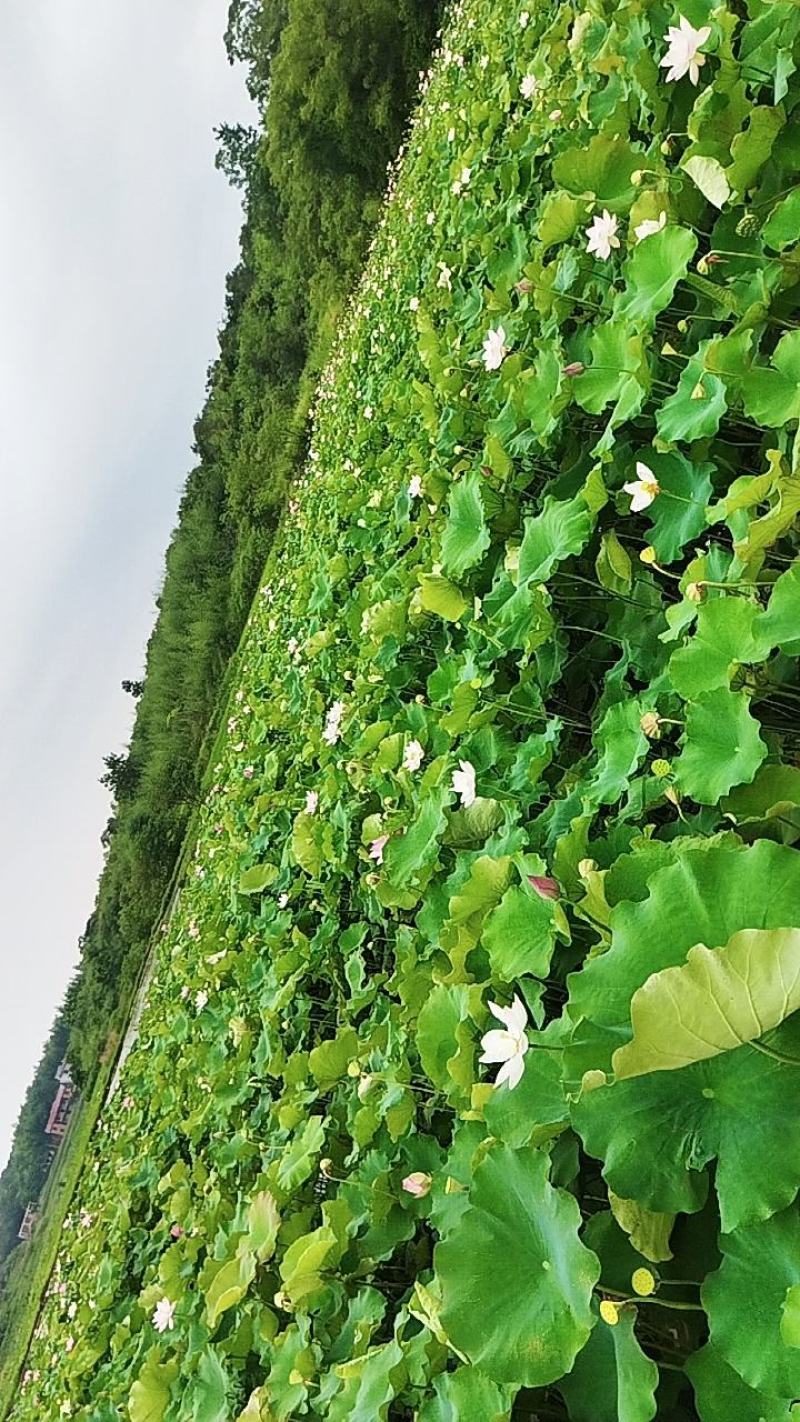 大量供应鱼塘莲蓬，颗粒大，饱满，无污染，