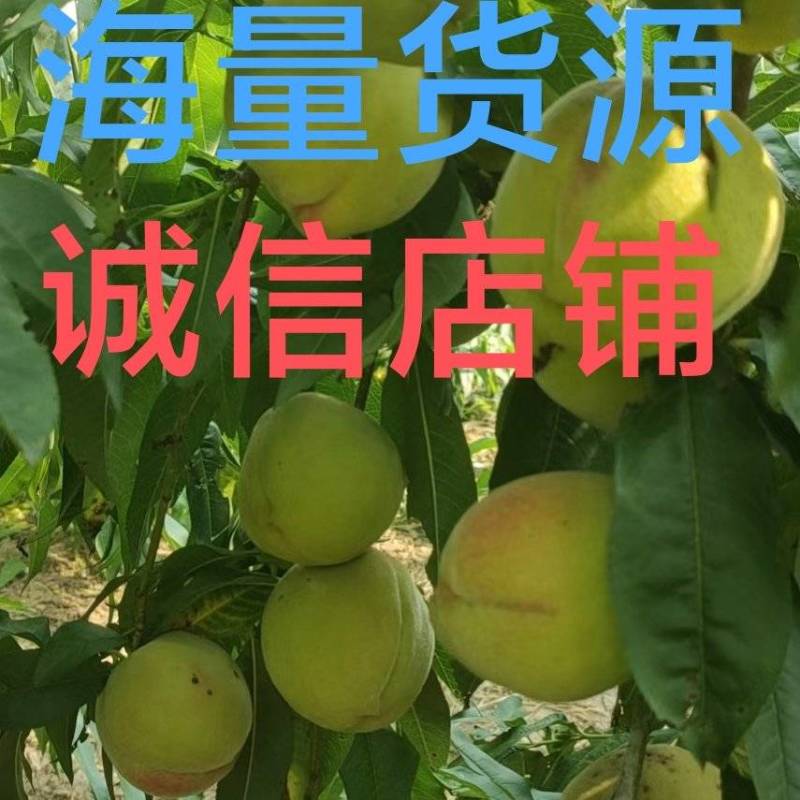 十四号罐头桃，直销加工厂，离核，无虫眼无残果，每天百万斤