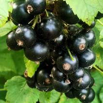 黑加仑苗，该品种当年栽苗，当年结果(大果型的大粒黑。