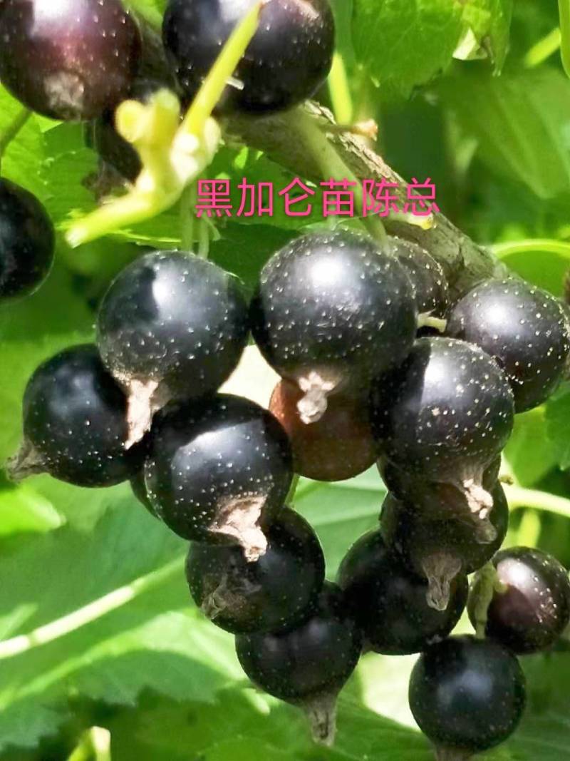 黑加仑苗，该品种当年栽苗，当年结果(大果型的大粒黑。