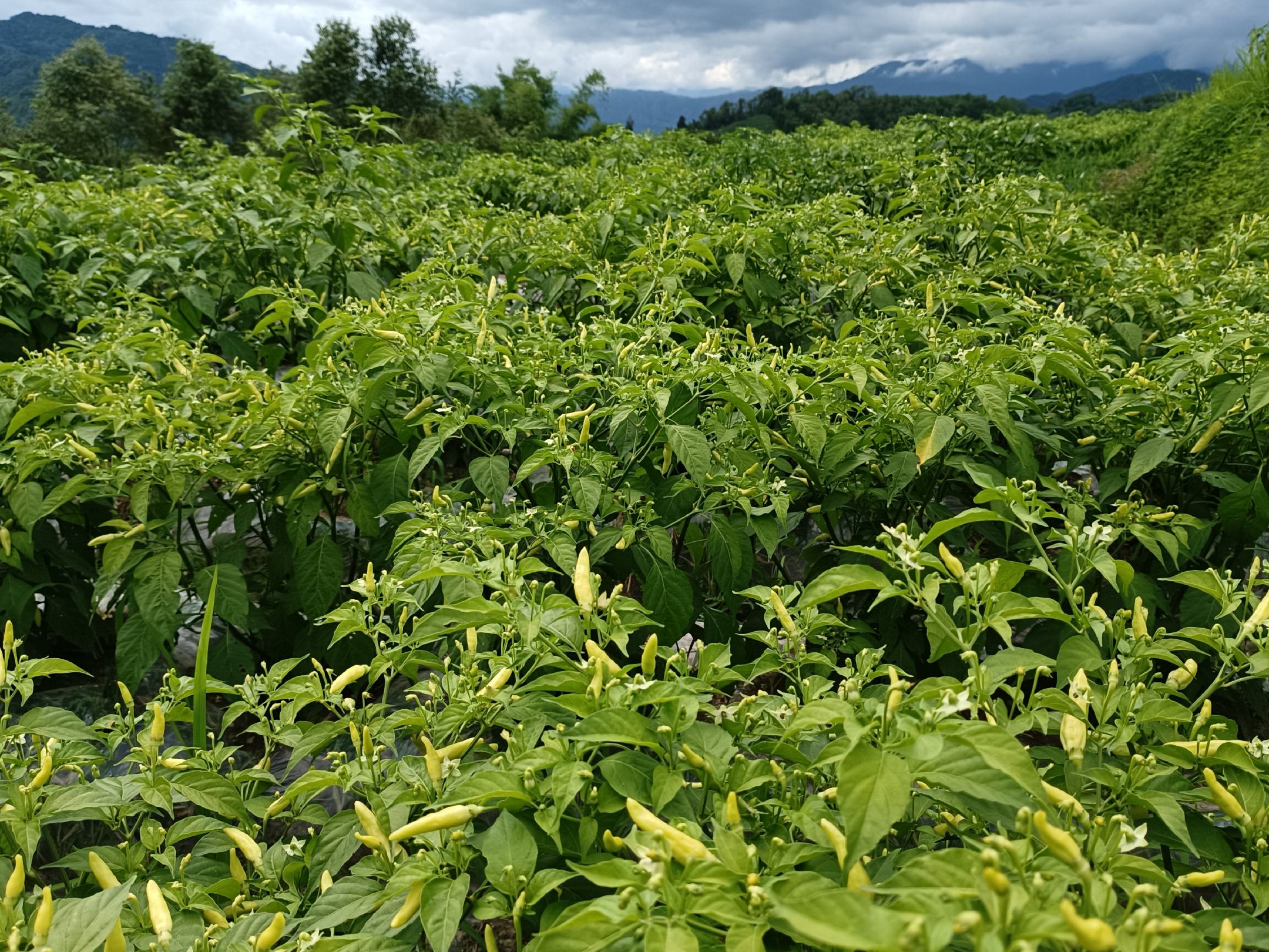 展示黑胡椒植物的藤蔓与未成熟的绿色果实,背景为热带雨林环境 黑胡椒植物与果实特写