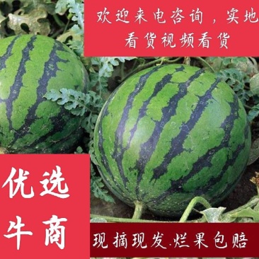 东北地雷瓜庆红系列精品瓜实力代办基地直发质量保障