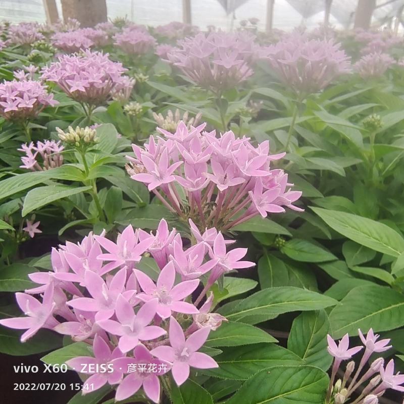 繁星花颜色多品种全宿根植物租摆绿化用量大诚信经营质优价廉